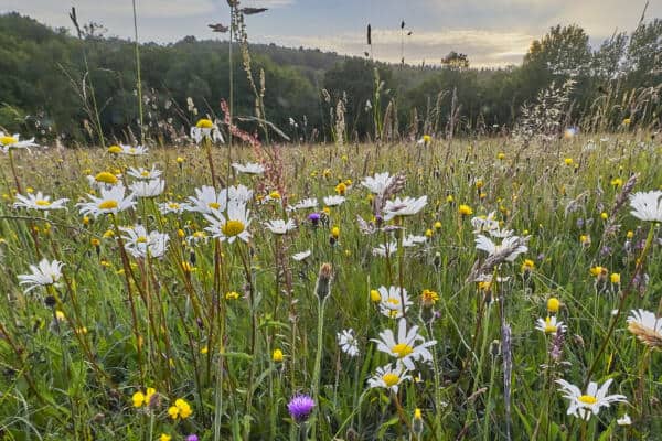 Biodiversity net gain (BNG): government blog posts clarify statutory metric and exemptions