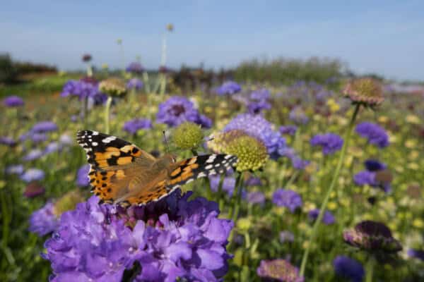 Government Consults On Improving Implementation of Biodiversity Net Gain