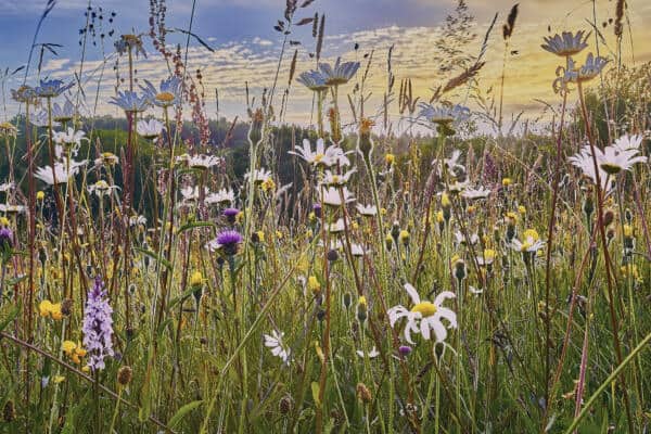 Biodiversity Net Gain – On Site Or Off Site?
