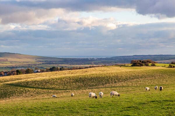 Law Commission To Review The Law Relating To Tenancies Of Agricultural Land